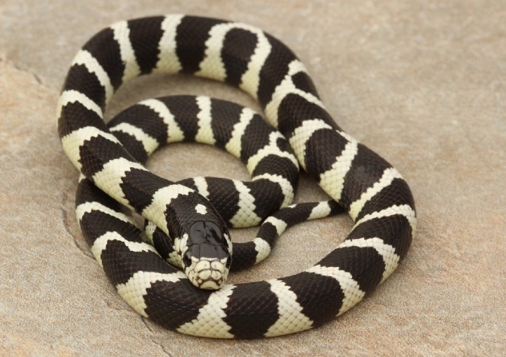 Victorville California Kingsnake